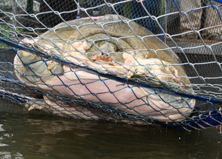 Đưa cụ Rùa trở lại Hồ Gươm trong tuần này - 1