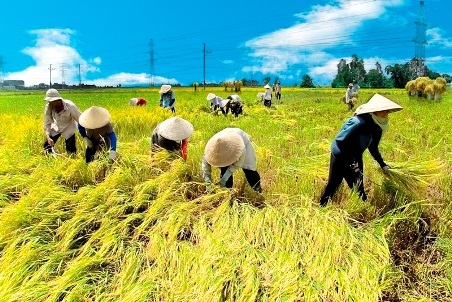 Đất lúa giảm, đất cho giáo dục, y tế cũng hao hụt - 1 Đất lúa giảm, đất cho giáo dục, y tế cũng hao hụt - 1