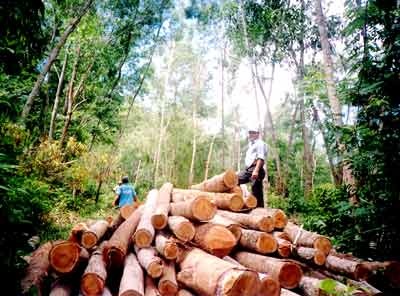 "Nhiều nơi rừng chỉ còn... trên giấy!" - 2