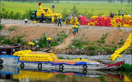 Tăng cường quản lý xuất khẩu gạo sang Trung Quốc, Campuchia - 1 Tăng cường quản lý xuất khẩu gạo sang Trung Quốc, Campuchia