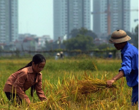 Thủ tướng lệnh kiểm kê đất đai toàn quốc  - 1 Tổng kiểm kê đất đai toàn quốc, Thủ tướng chú trọng việc đo đạc thống kê diện tích đất lúa.