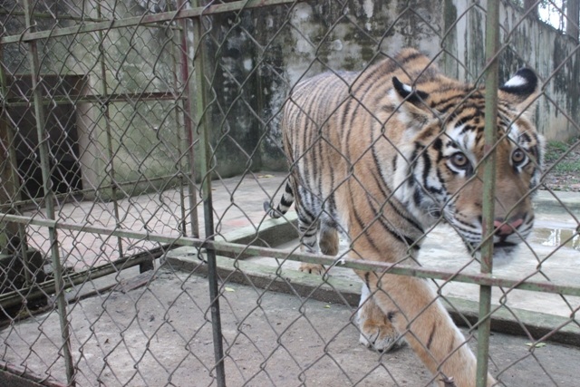 Hổ nuôi nhốt trong chuồng ngăn cách nhau bằng những rào dây thép
