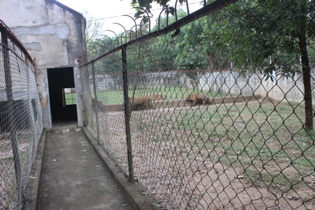 Trại hổ với hơn chục con hổ dữ được nuôi gần khu dân cư như thế này liệu có an toàn?