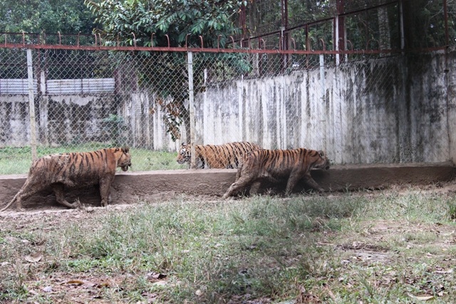 Việc kiểm soát không để tráo đổi các cá thể hổ là rất khó