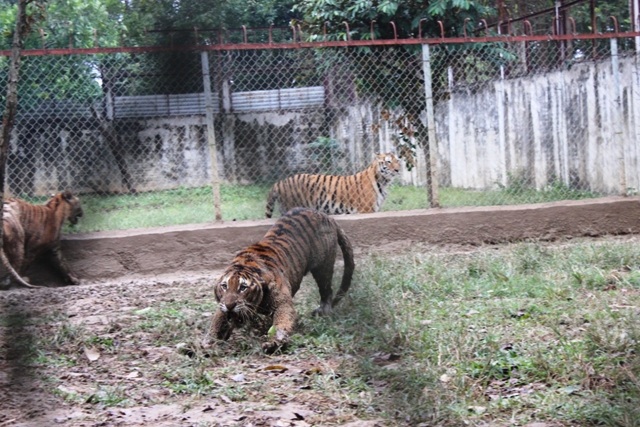 Những con hổ hung dữ này nếu xổng chuồng hậu quả sẽ khôn lường