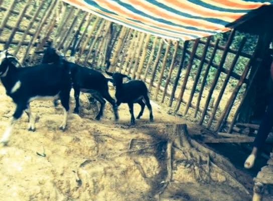 Tỉnh ủy Thanh Hóa tiếp tục chỉ đạo vụ dê “lạc” vào nhà Bí thư huyện - 1 Dê hộ nghèo đi lạc vào nhà Bí thư đã được về với dân nghèo