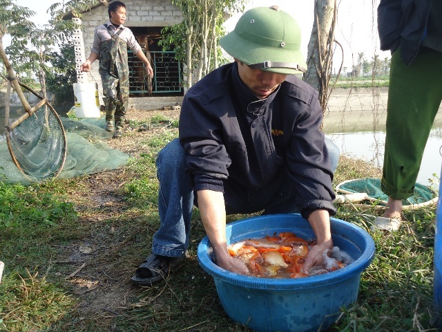 Cá được vớt lên bờ bơm sủi đủ ô xi mới có thể vận chuyển đi nơi khác được