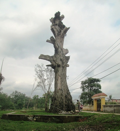 Cây gạo chết phải chặt bỏ, chỉ còn trơ gốc không bao lâu sau khi được vinh danh