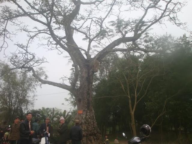 Cây gạo ở Thiệu Lý trước khi được vinh danh cây di sản