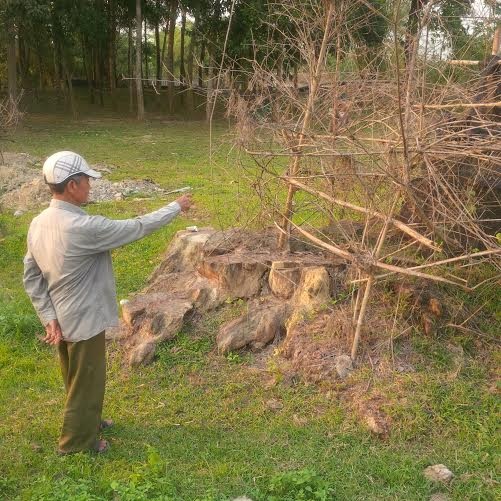 Cây gạo chết phải chặt bỏ, chỉ còn trơ gốc không bao lâu sau khi được vinh danh