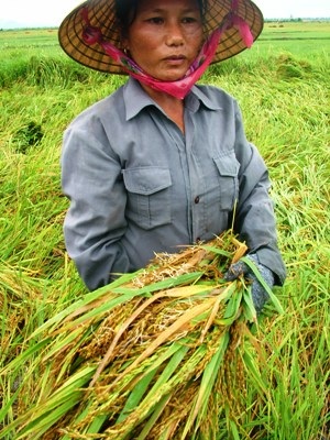 Nông dân “méo mặt” vì hàng ngàn ha lúa đổ rạp, ngập úng - 2