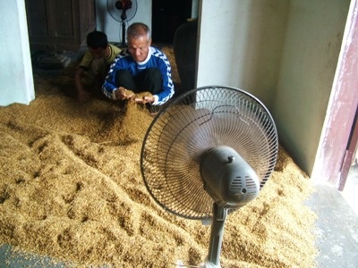 Nông dân “méo mặt” vì hàng ngàn ha lúa đổ rạp, ngập úng - 3