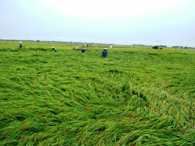 Nông dân “méo mặt” vì hàng ngàn ha lúa đổ rạp, ngập úng - 1