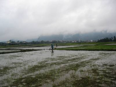 Hàng trăm ha lúa chết rét, nông dân điêu đứng - 2