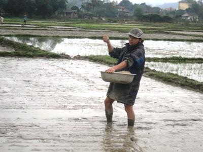 Hàng trăm ha lúa chết rét, nông dân điêu đứng - 3