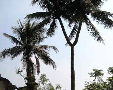 Cây dừa 2 ngọn hơn 100 tuổi trên quê hương Tướng Giáp