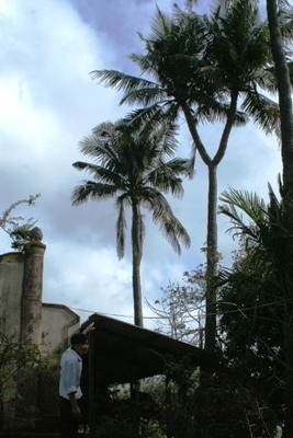 Cây dừa 2 ngọn hơn 100 tuổi trên quê hương Tướng Giáp