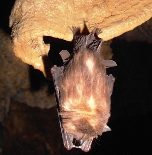 Phát hiện loài cá không mắt ở Phong Nha - Kẻ Bàng