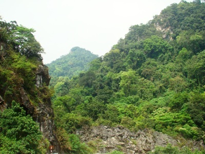 Rộ tin trúng cây sưa trăm tỉ đồng ở Phong Nha - Kẻ Bàng