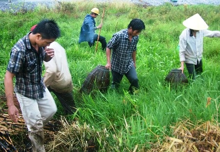 Mùa này, rất đông người dân ở các huyện Quảng Ninh và Lệ Thủy ra đồng bắt chuột
