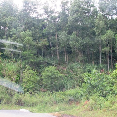 Bán đất rừng của Nhà nước vẫn được giữ chức bí thư