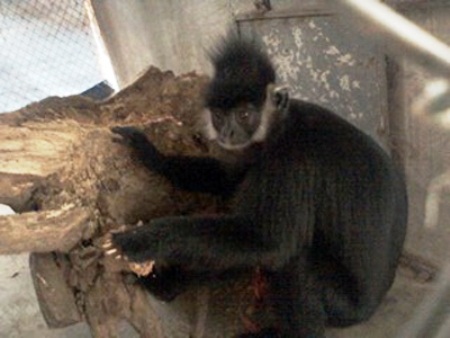 Bàn giao cá thể Voọc quý hiếm về với môi trường tự nhiên