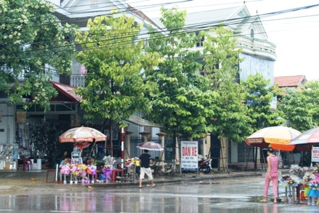 Hoa ế ẩm vì cơn mưa bất chợt kéo dài