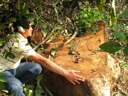 Vụ 3 cây sưa trăm tỉ bị đốn hạ: 8 kiểm lâm “móc nối” với lâm tặc?