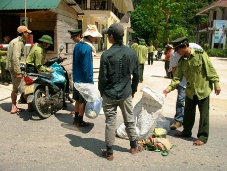 Vụ 3 cây sưa trăm tỉ bị đốn hạ: 8 kiểm lâm “móc nối” với lâm tặc? - 1 Vụ 3 cây sưa trăm tỉ bị đốn hạ: 8 kiểm lâm “móc nối” với lâm tặc?