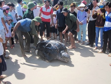 Bắt được rùa biển nặng hơn 300kg - 1 Một ngư dân ở xã Ngư Thủy Trung vừa bắt được rùa biển nặng 300kg