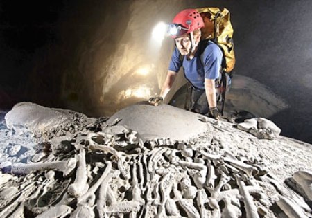 Phát hiện bộ xương hóa thạch nghi là xương hổ - 1 Phát hiện bộ xương hóa thạch nghi là xương hổ