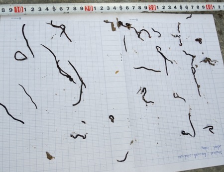 Sinh vật lạ là một loài nhuyễn thể thân mềm