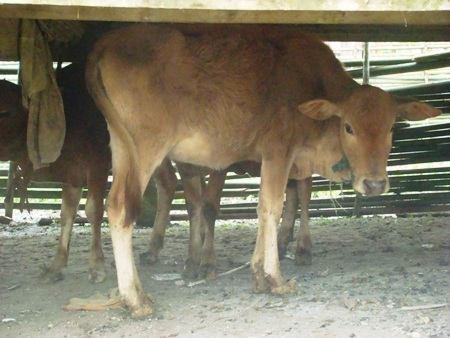 Gia súc, gia cầm chết hàng loạt do rét