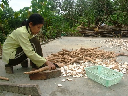 ...và thái nhỏ những củ sắn vừa thu hoạch ngoài vườn để mẹ con ăn tạm mà sống qua ngày