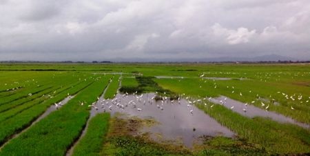Hệ sinh vật tại nhiều cánh đồng ở Quảng Bình rất phong phú nên thuận tiện cho cò bay về kiếm ăn