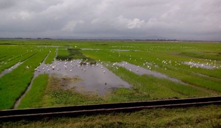 Đàn cò hàng ngàn con tìm về kiếm ăn và đậu trắng cánh đồng