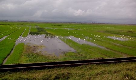 Hệ sinh vật tại nhiều cánh đồng ở Quảng Bình rất phong phú nên thuận tiện cho cò bay về kiếm ăn