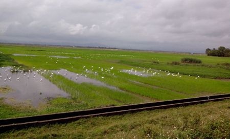 Hệ sinh vật tại nhiều cánh đồng ở Quảng Bình rất phong phú nên thuận tiện cho cò bay về kiếm ăn