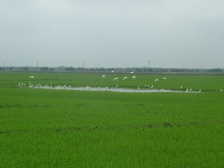 Khi thấy bóng người, đàn cò lại cỗ cánh bay lên trời tạo thành một dải trắng xóa