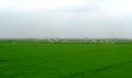 Khi thấy bóng người, đàn cò lại cỗ cánh bay lên trời tạo thành một dải trắng xóa