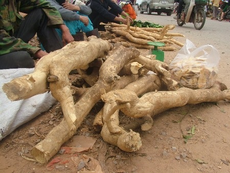 Tại nhiều khu chợ, cây thần dược được bày bán tràn lan