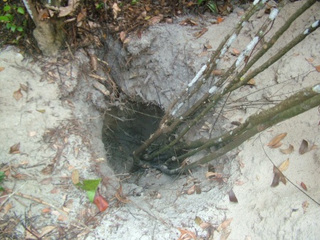 Tan hoang đồi cát vì những lời đồn về tác dụng của cây thần dược