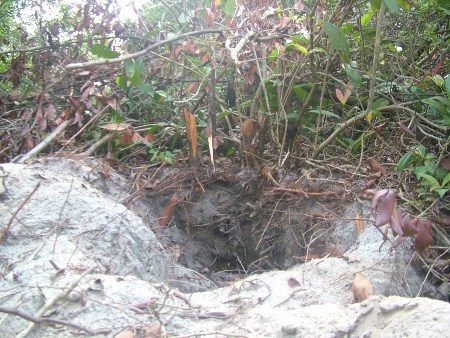 Tan hoang đồi cát vì những lời đồn về tác dụng của cây thần dược