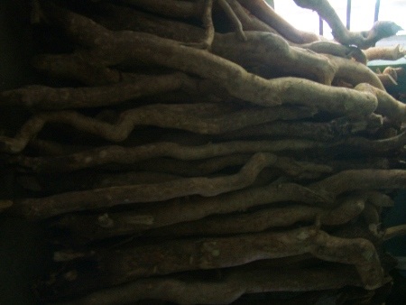 Rất nhiều rễ cây mật nhân được người dân đào về bán