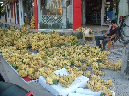 Hàng trăm buồng chuối đã chín vàng, bán không ai mua, thậm chí thời điểm này cho cũng không ai lấy