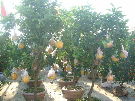 Những quả bưởi được chủ vườn dùng giấy bóng buộc kín.