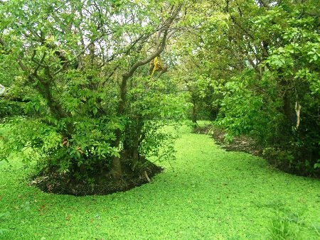 Những lớp bèo xanh mướt phủ kín cả mặt đầm