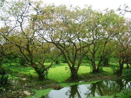Những gốc lộc vừng