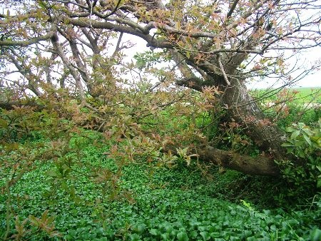 Đặng Tài - Đăng Đức