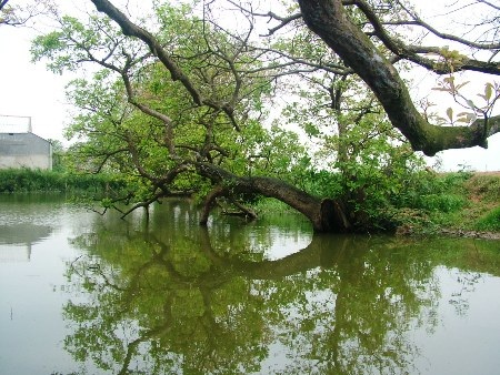 Đặng Tài - Đăng Đức